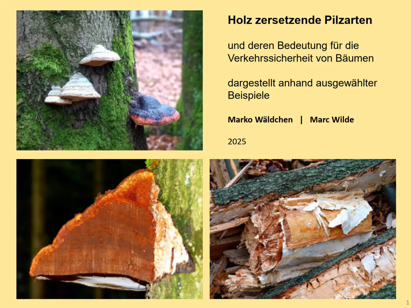 gelber Hintergrund, darauf 3 Beispielbilder und der Einleitungstext zum Thema Holz zersetzende Piltarten