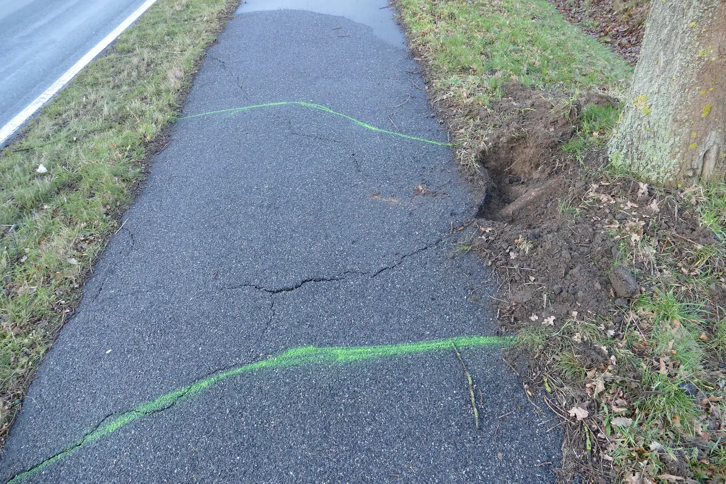 Ein asphaltierter Gehweg, dem das Wurzelwachstum geschadet hat