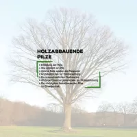 BAUMPOSTER - Kapitel 10