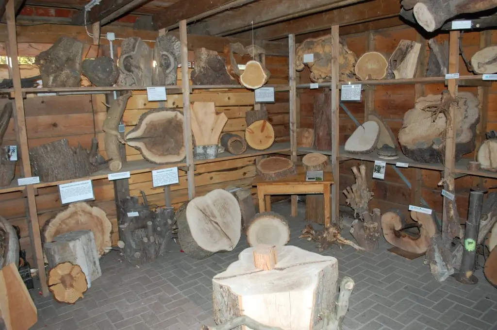 Qualifiziertes Aus- und Fortbildungszentrum für alles rund um Bäume Innenansicht des Baummuseum,
welches Unikate der Baumgeschichte bereithält