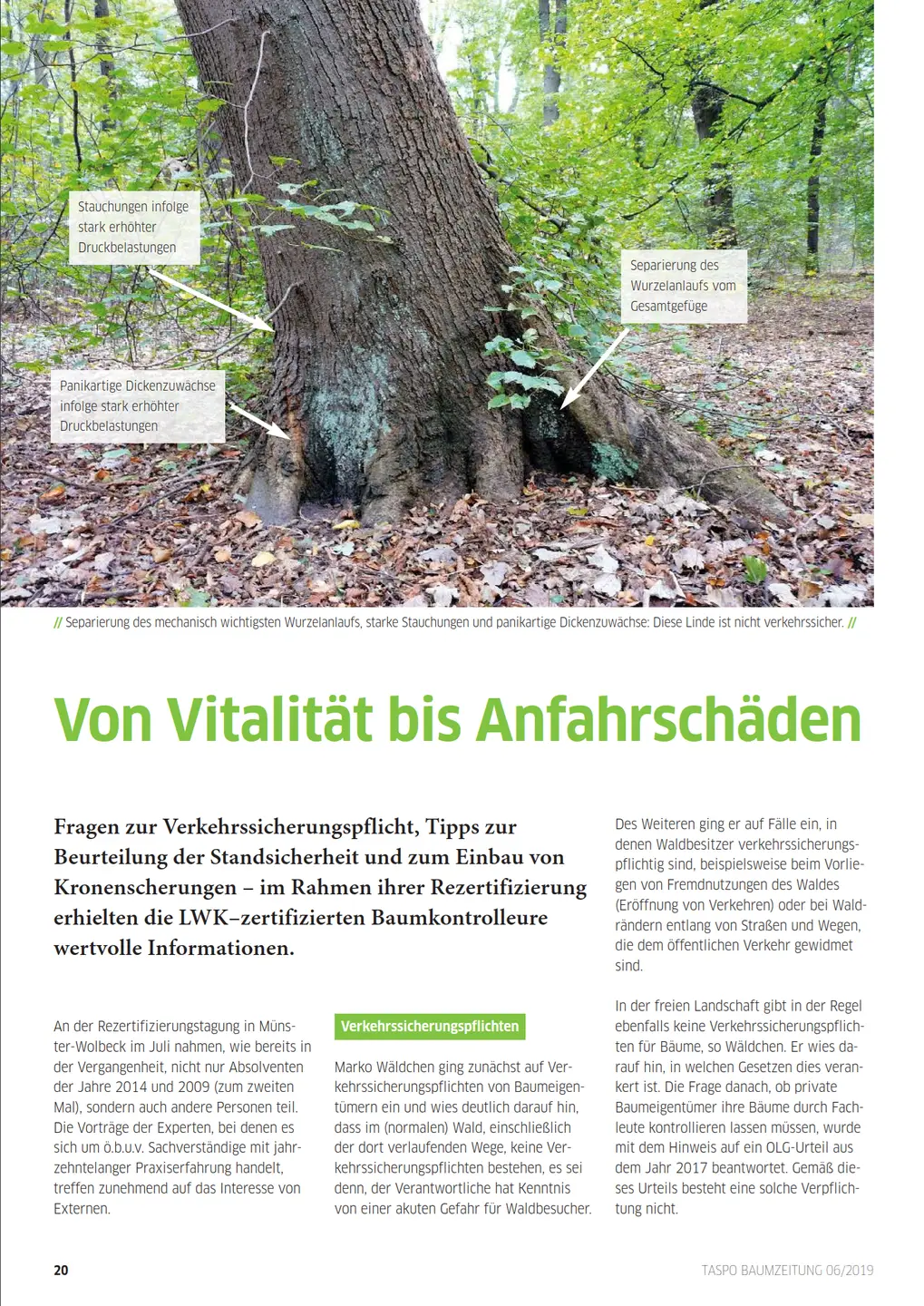 Ansicht des PDF Artikel der Zeitung Taspo baumzeitung 6/2019