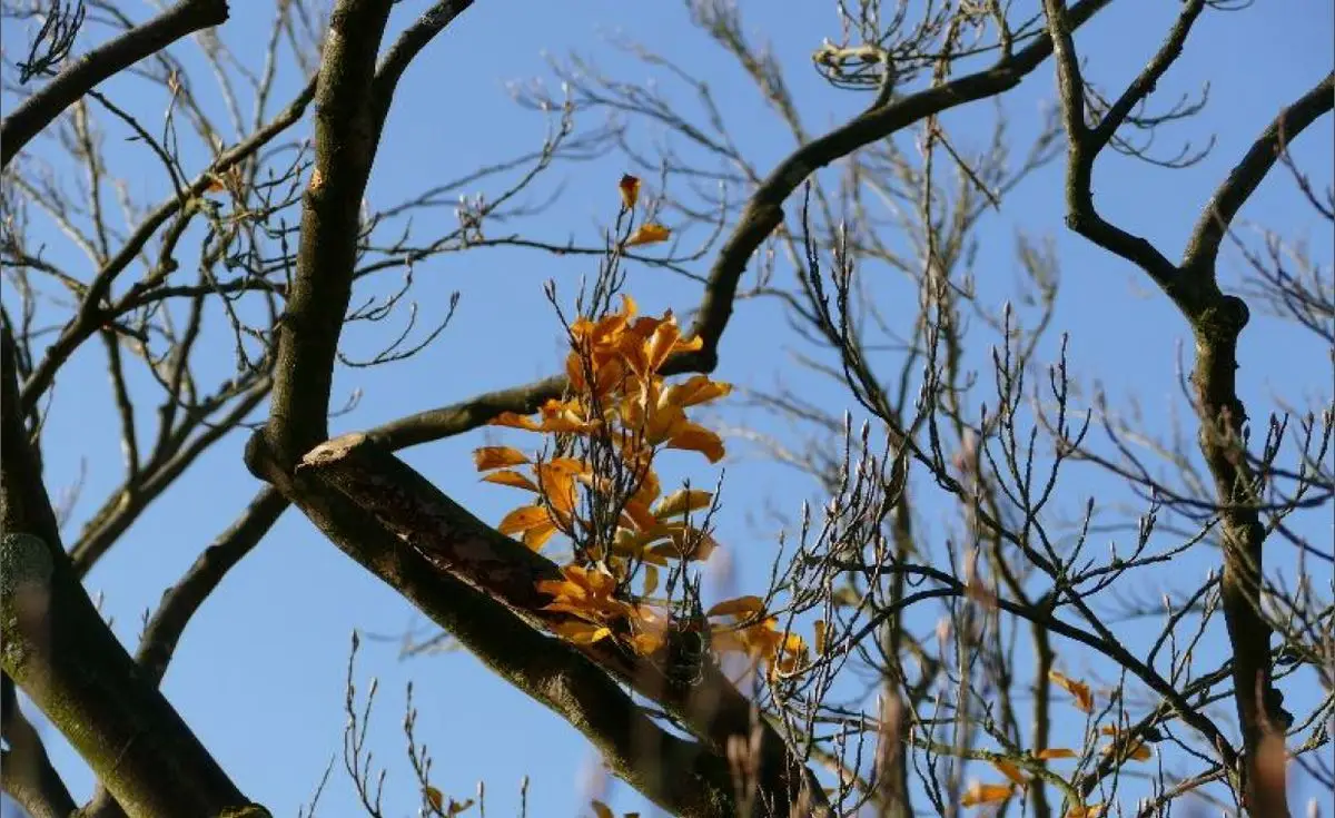 10.09.2021: Buchenerkrankungen 2021 Symbolbild: Ansicht eines Astes einer Buche, mit herbstlichen Blättern